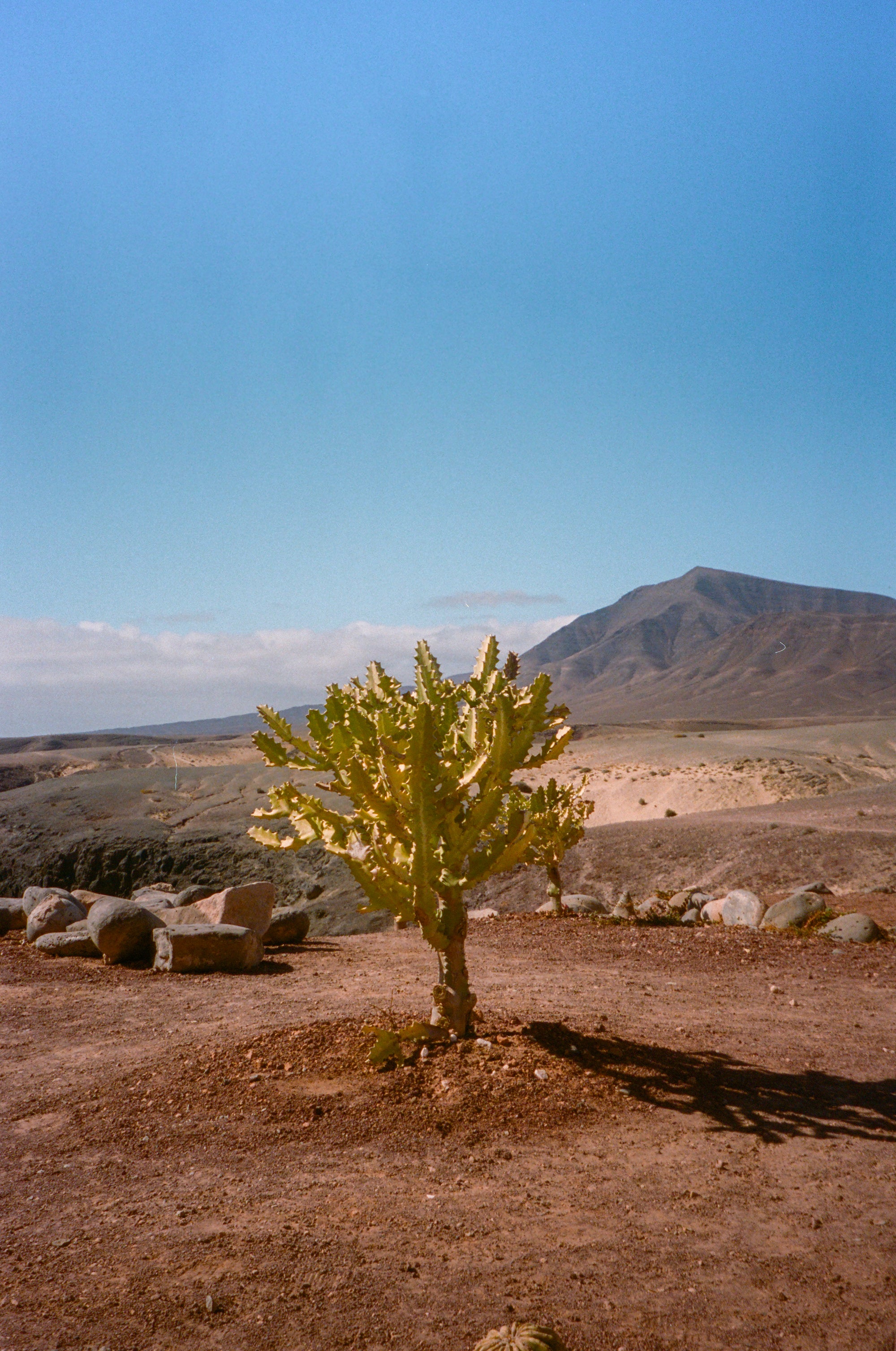 cactus verts à multiples branches sur un sol terreux vermillon en Italie